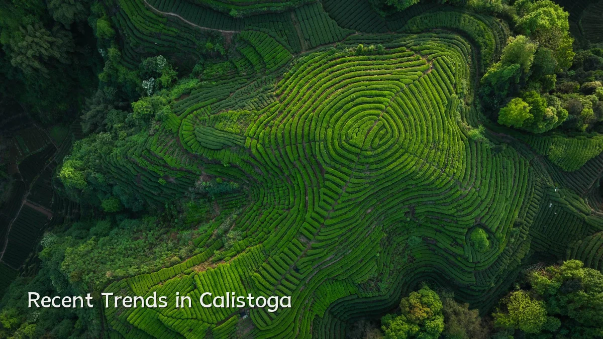 Recent Trends in Calistoga