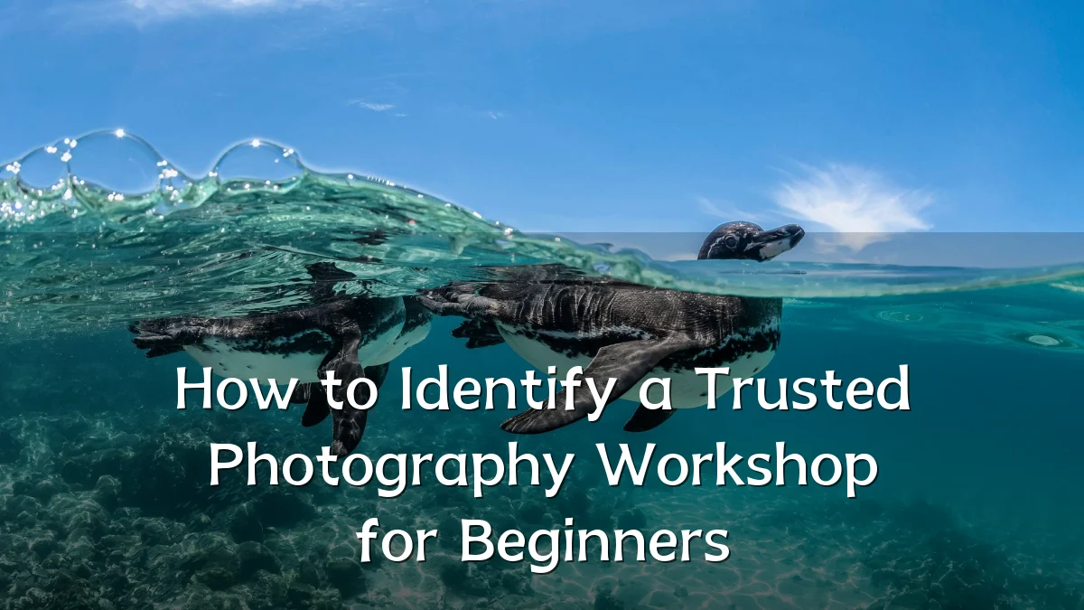 How to Identify a Trusted Photography Workshop for Beginners